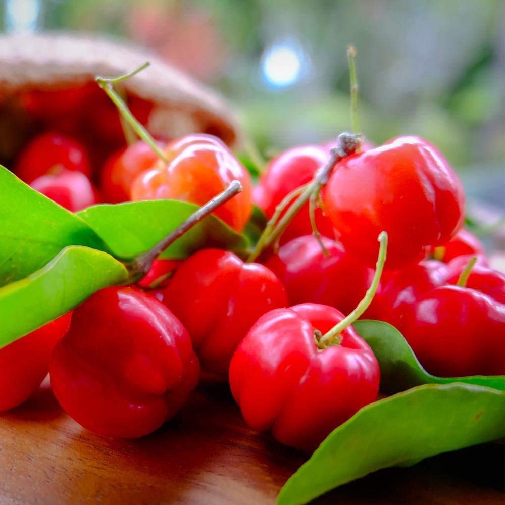 Brighter Blooms - Barbados 'Acerola' Cherry Tree, 3 Gallon - No Shipping to AK, AZ, CA, HI, ID