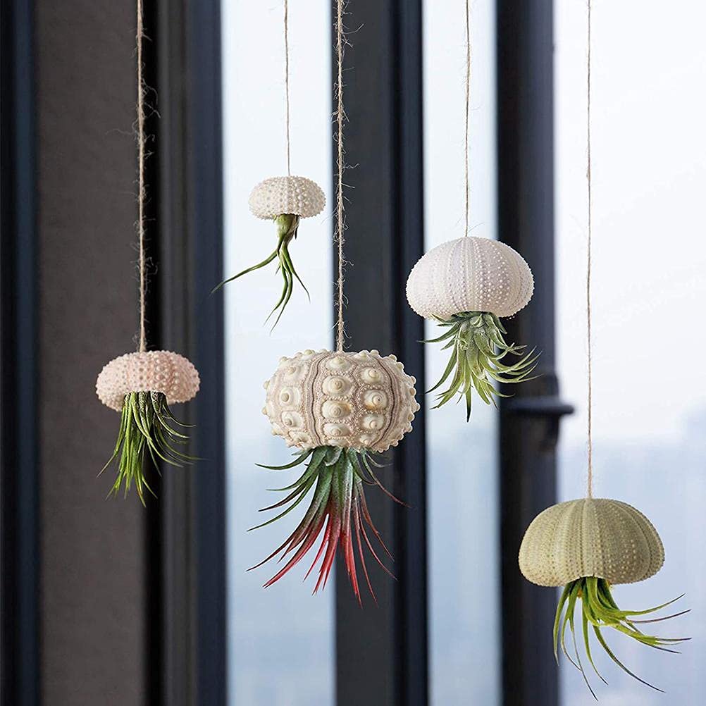 shenruifa 5PCS Air Plants Holder, Mini Sea Urchin Shell Hanging Pot Decorative Cute Succulent Display Container with Rustic Ropes for Home Garden Wall Decor