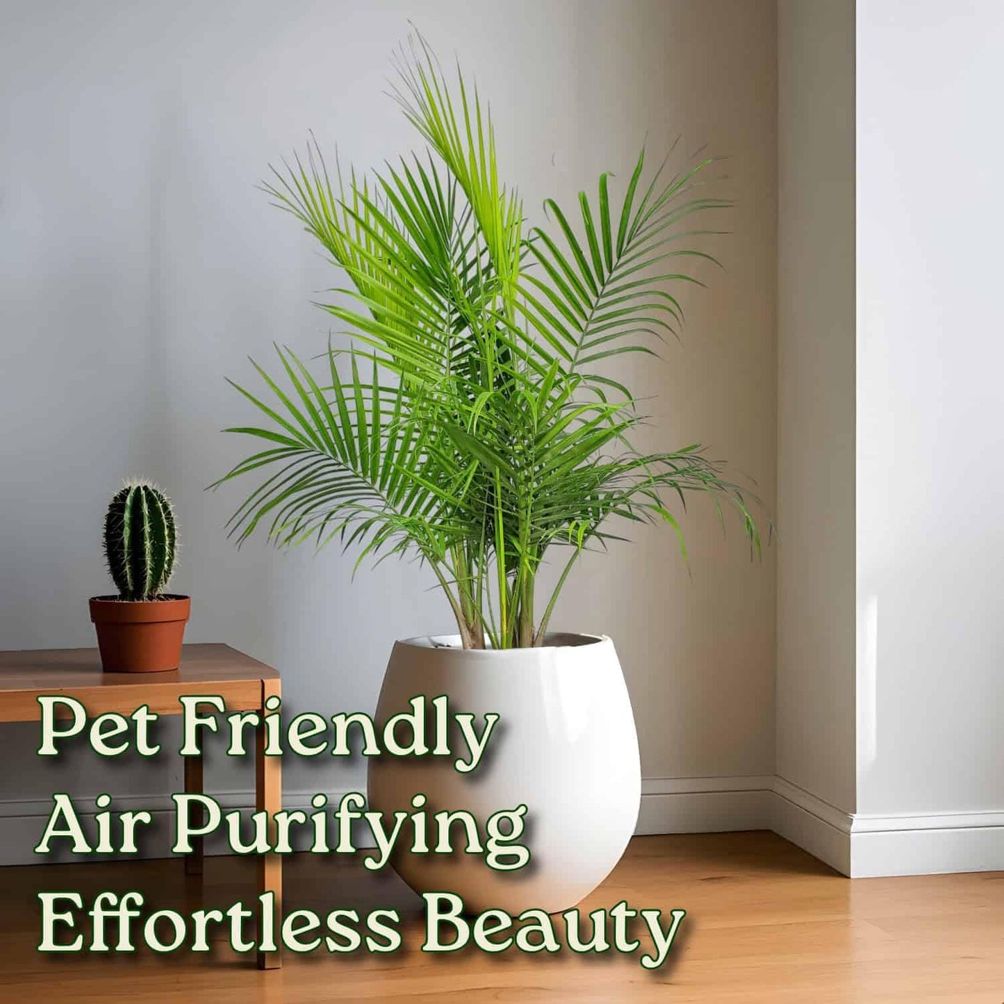 Majesty Palm - Live Palm Tree Plant - Tropical Plants of Florida - Overall Height 34" to 38" (Plant in Growers Pot)