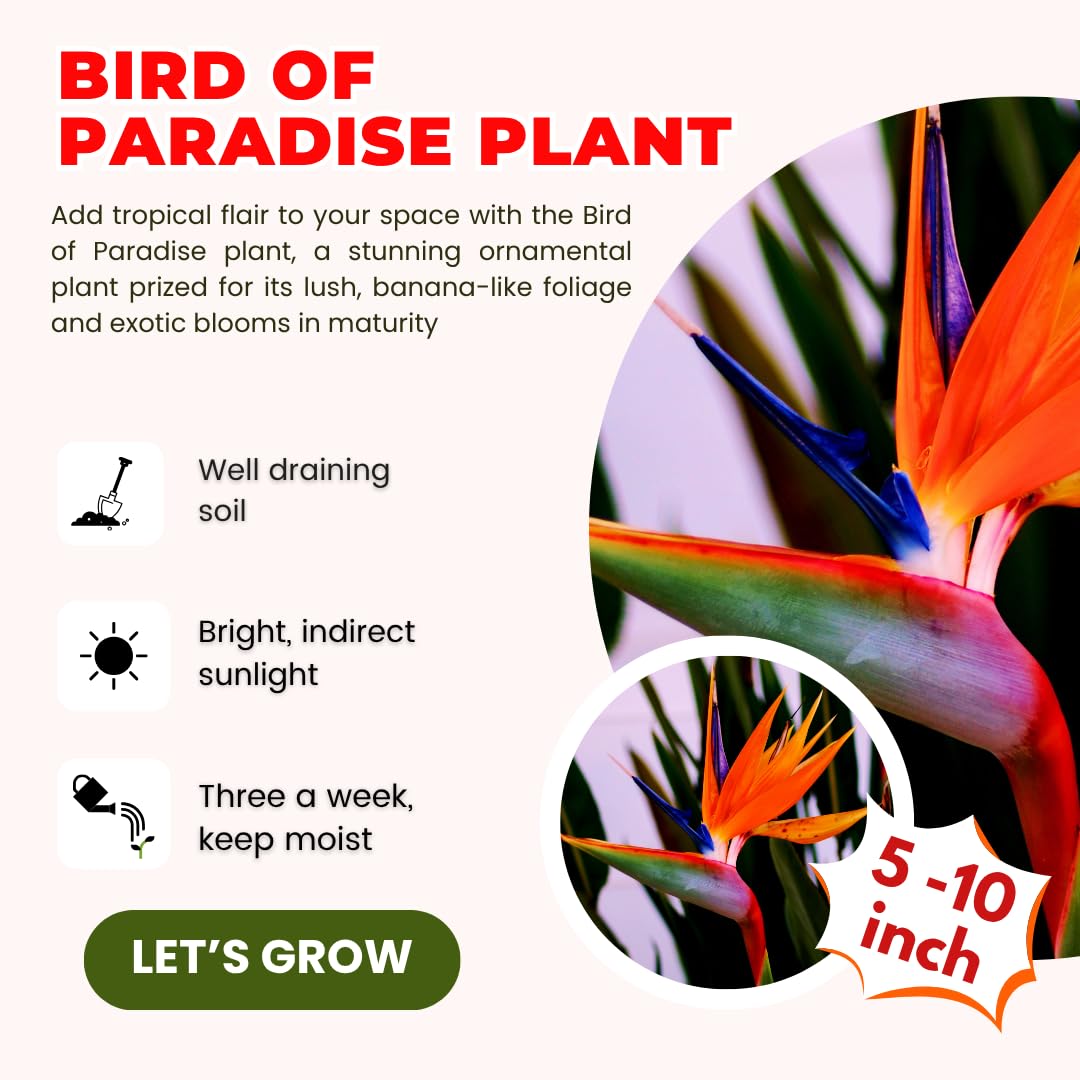 Bird of Paradise Plant Live for Planting, 5 to 10 Inches Tall, Tropical Strelitzia Reginae Bird of Paradise Live Plant (Orange Bird of Paradise)