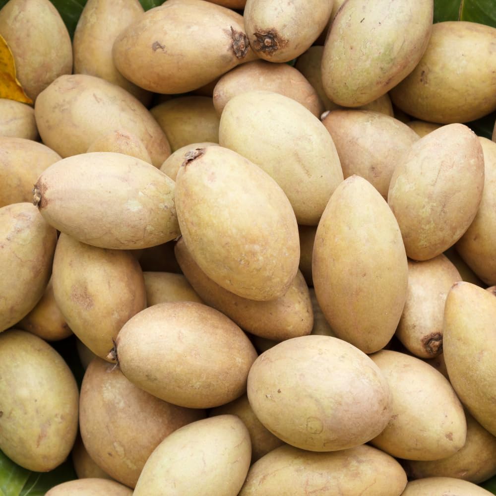 Sapodilla Tree Live Plant, Sapote Fruit Tree Plants for Outdoor Garden, 2-3' Tall in 3 Gallon Pot, No Ship to CA
