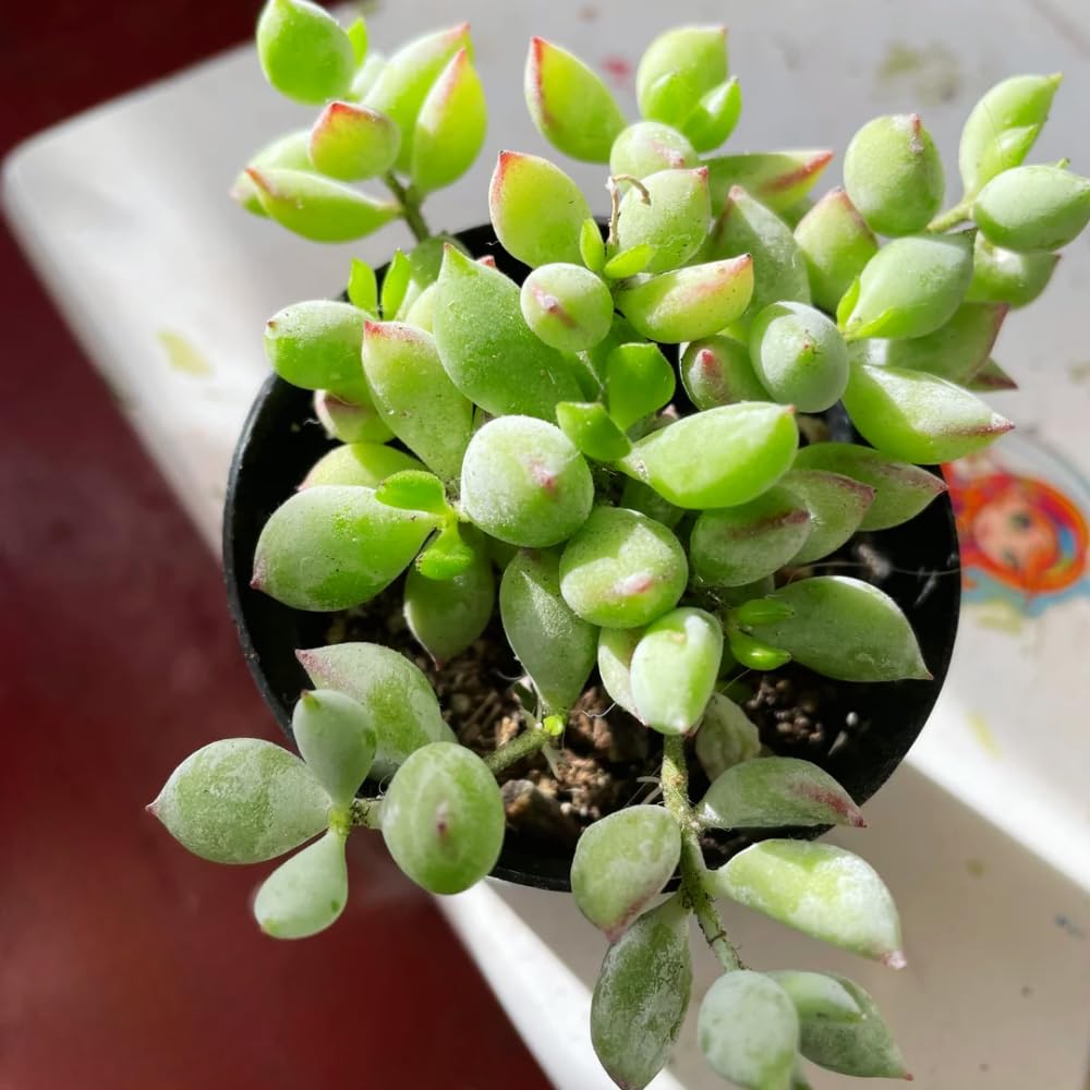 Cotyledon Pendens Succulent Plant Live | 2 Inch Pot Rare Trailing Variety Houseplant for Indoor Growing and Collections