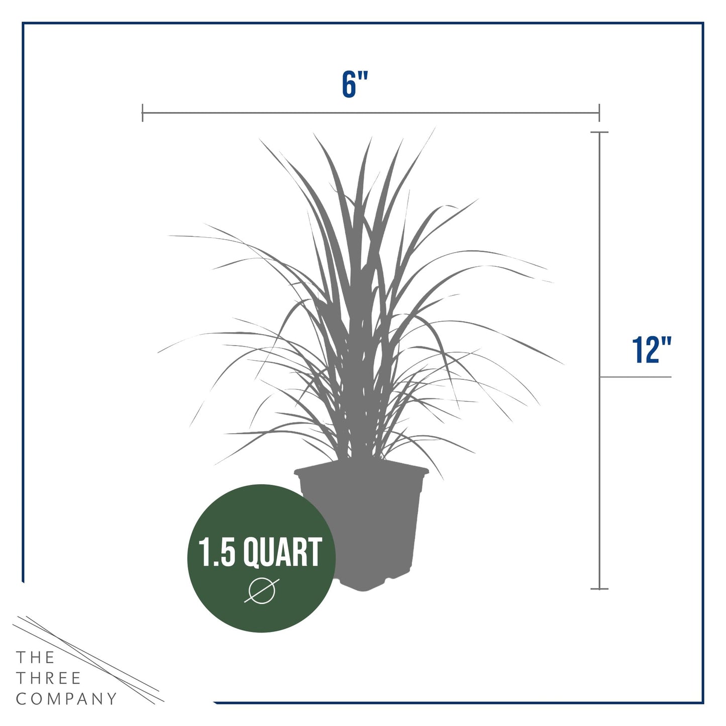 Live Ornamental Pampas Grass (Cortaderia selloana) - White (4 Pack) - Perennial Accent Plant - 10" Tall by 5" Wide in 1.5 Qt Pot