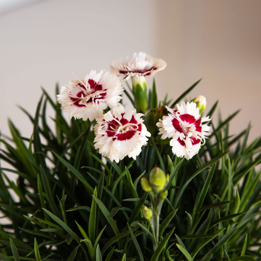 Scent First® Coconut Surprise Dianthus, 2.5 Quart, White Flowering Live Perennial Plant - Fragrant Groundcover