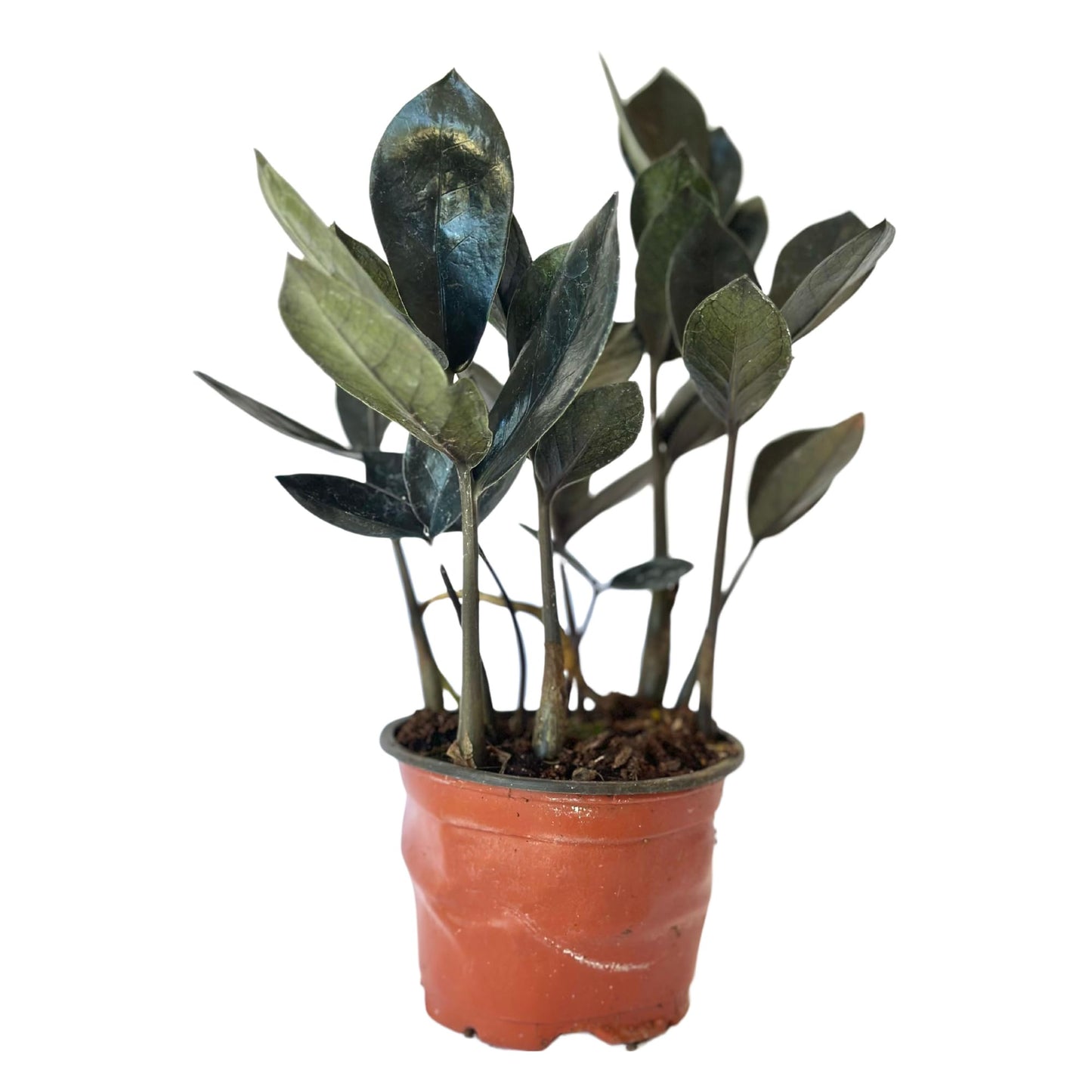 Live ZZ Plant Black Queen (Zamioculcas zamiifolia) in 4'' Pot – Rare Low-Light Indoor Houseplant with Deep Purple-Black Foliage, Similar to Raven ZZ – Easy to Grow Home & Office (Heat Pack Included)