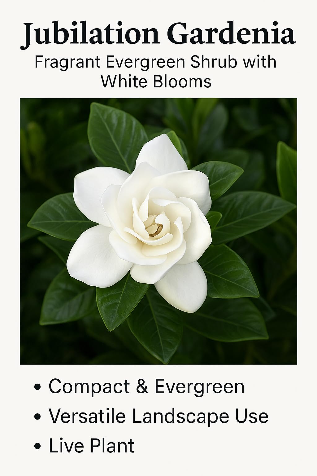 Jubilation Gardenia – Fragrant Evergreen Shrub with White Blooms – Compact Gardenia for Landscapes, Borders & Containers – Live Plant (2 Gallon Plant)