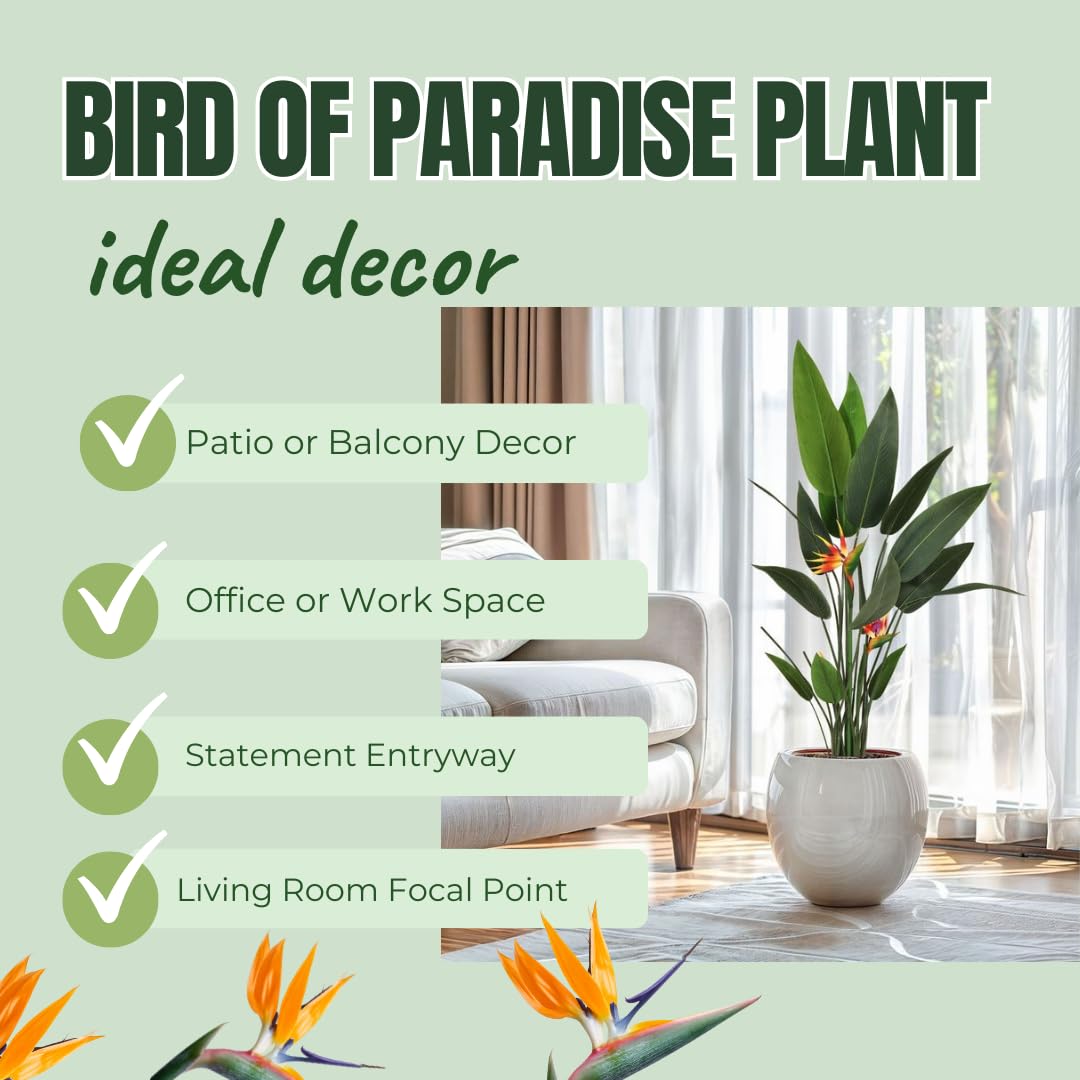 Bird of Paradise Plants - Live Tropical Ornamental Houseplant, 6-8" Indoor and Outdoor Planting, Zones 9-11 (Orange)