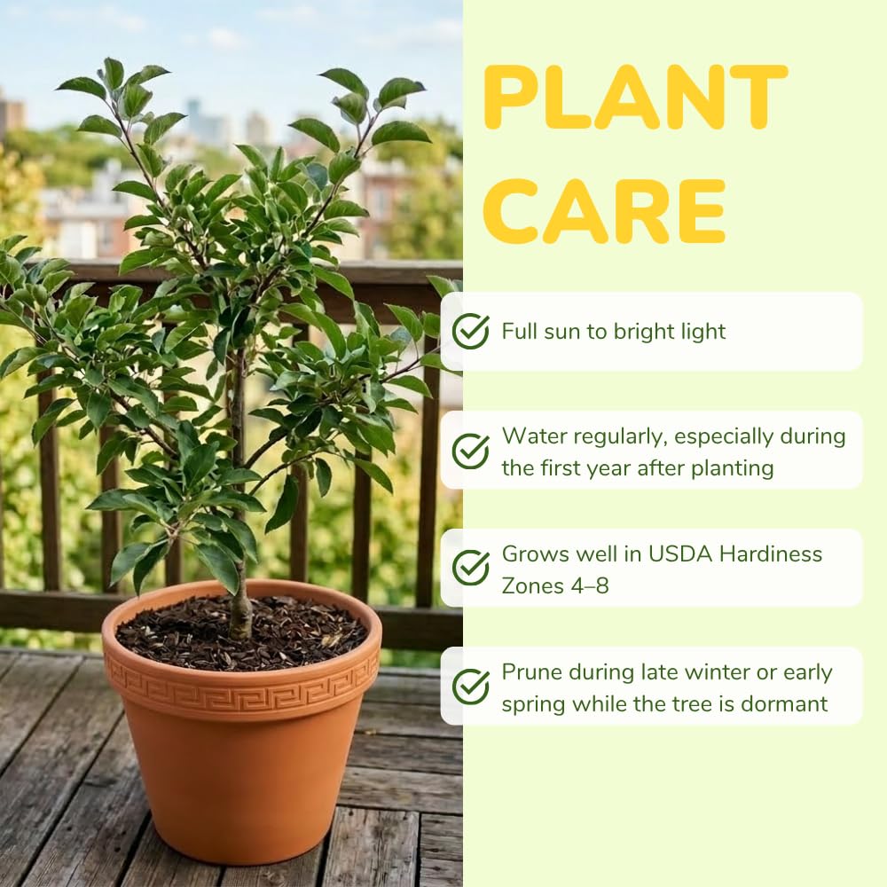 Golden Delicious Apple Trees Live Plants, Apple Tree, Well Rooted, 3 Feet, 3 Gallon Pot, Sweet Fruit Tree for Edible Garden, No Ship to CA