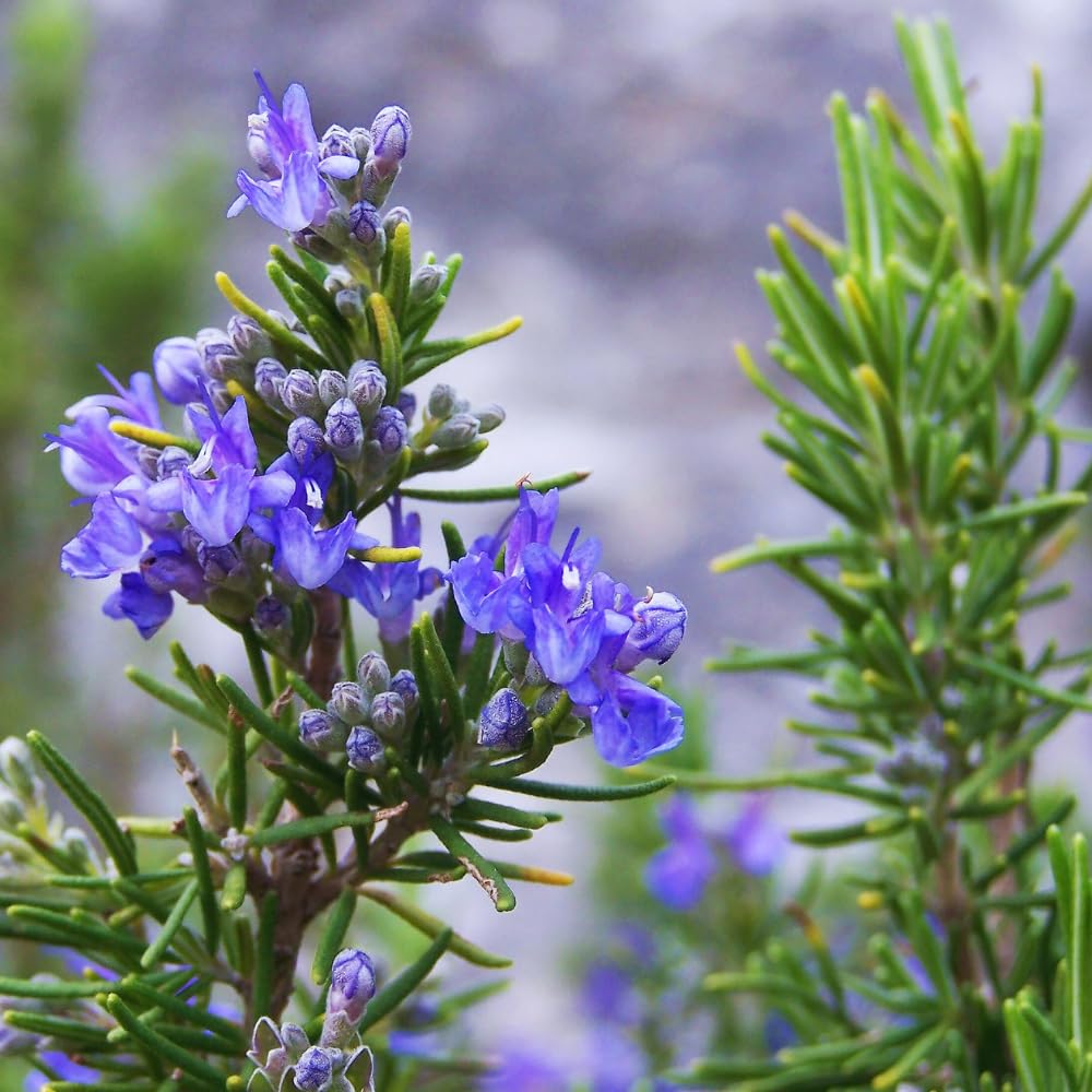 02 Rosemary Plants Live, 4 to 7 Inc Tall, Live Rosemary Plants Indoor Gardening Outdoor, Rosemary Live Plant