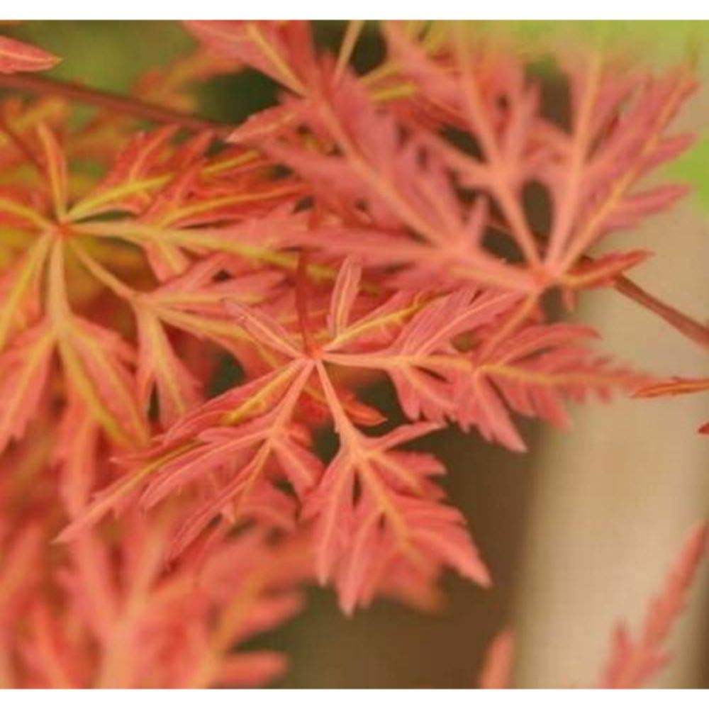 Orangeola Weeping Laceleaf Japanese Maple - Live Plant - Trade Gallon Pot