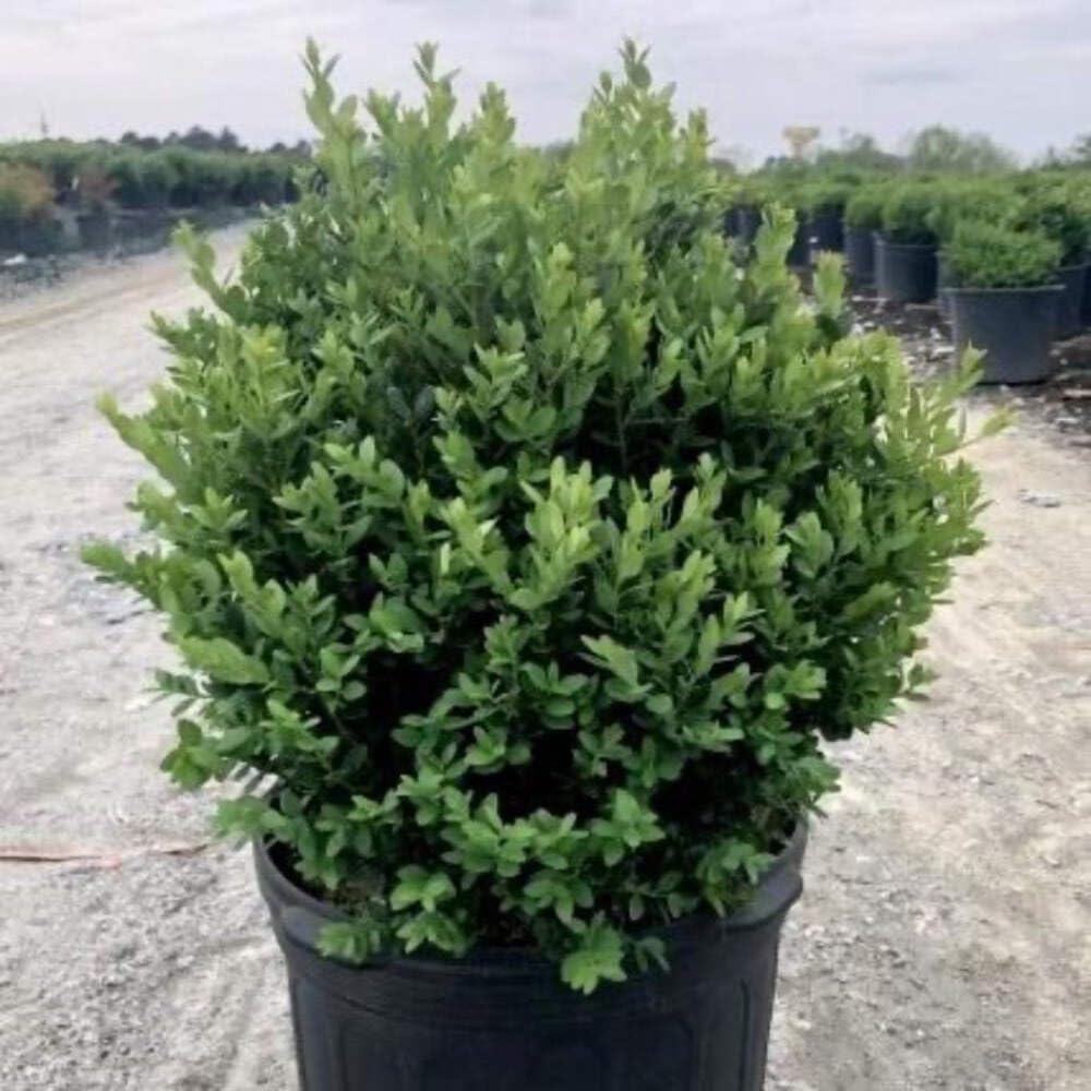 Buxus Green Mountain (3 Gallon)