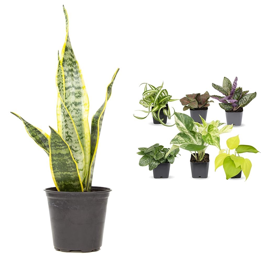 Live Snake Plant + Easy to Grow Houseplants (6-Pack)