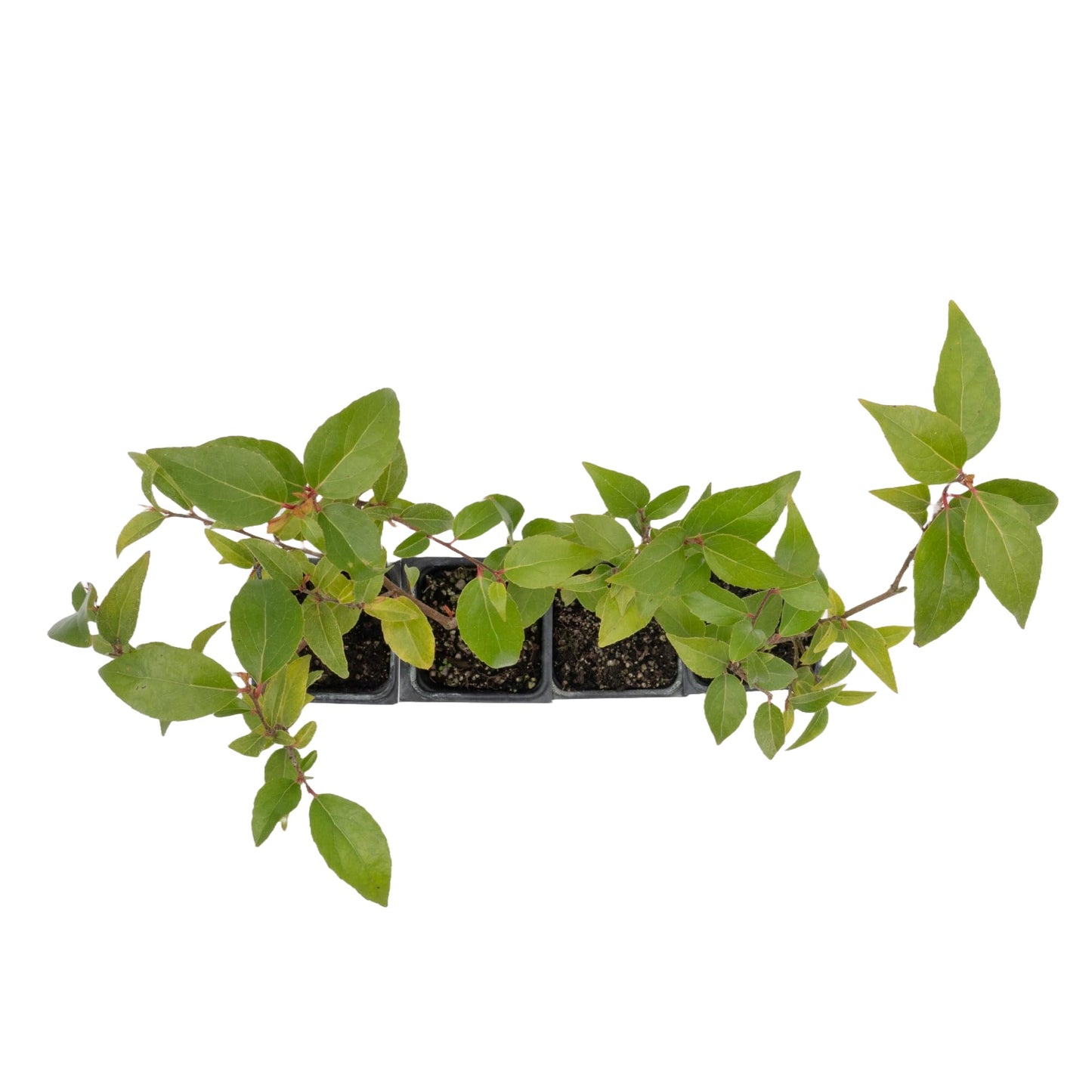 4 Xylosma Congestum, Live Plants – Shiny Xylosma in 2.5” Nursery Cubes – Fast-Growing, Low-Maintenance Evergreen Shrub for Hedges & Landscaping