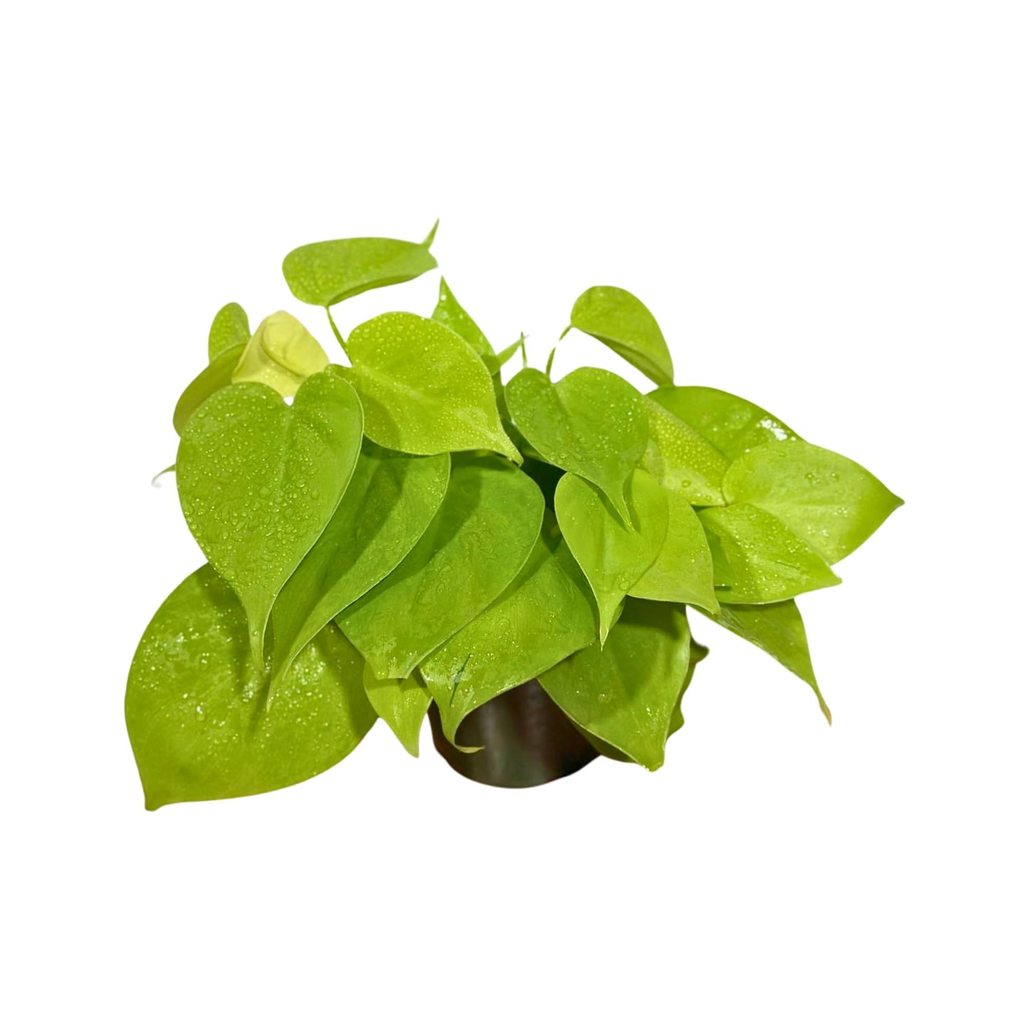 PLANTVERS Neon Heartleaf Philodendron in 4" Grow Pot | Lime-Green Trailing Vine | Easy Care Philodendron Hederaceum | Bright Foliage for Shelf or Workspace Decor
