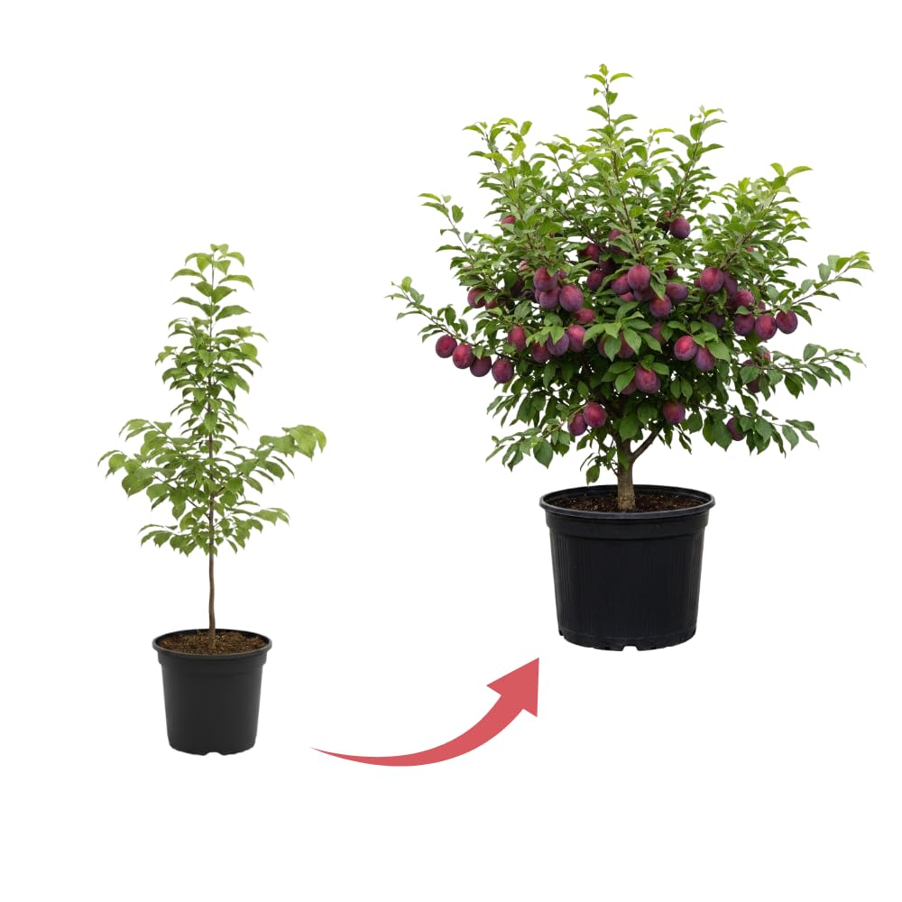 Red Purple Plum Tree Live Plant, Rosa Plum Plant Live in 3 Gallon Pot, 3 Feet Tall, Well Rooted, Tropical Fruit Tree for Outdoor Garden, No Ship to CA