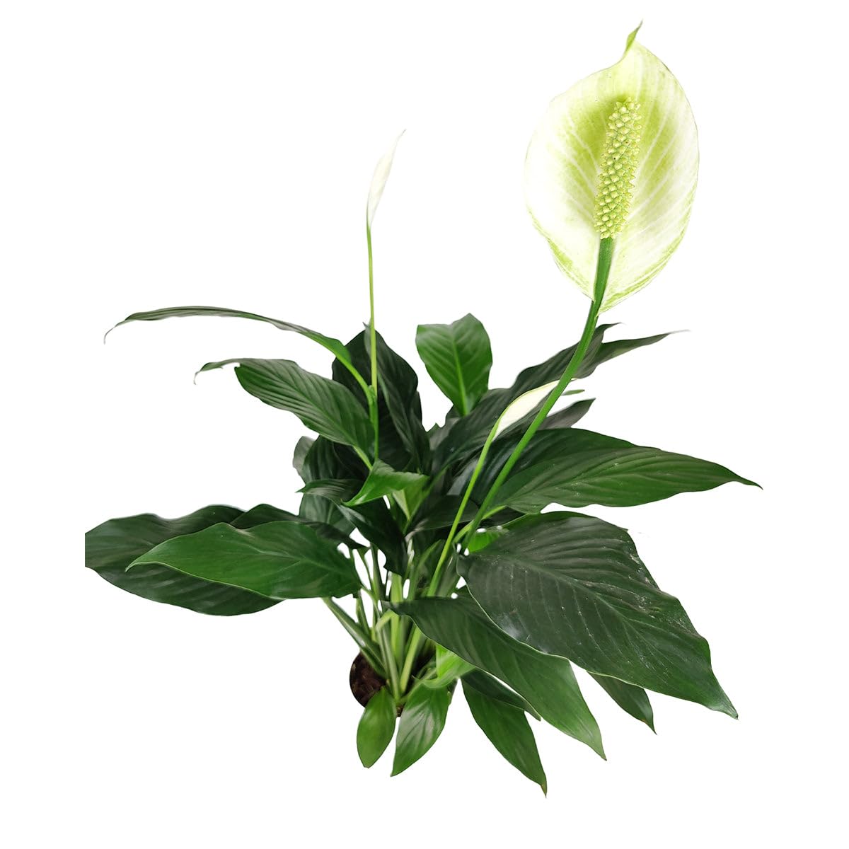 Spathiphyllum Green Peace Lily (4 inch) - Lucky Houseplants - 4/6 inch Unique Live Decorative Houseplants - Easy to Care Indoor Plants, Perfect for Office, Home & Feng Shui Decor