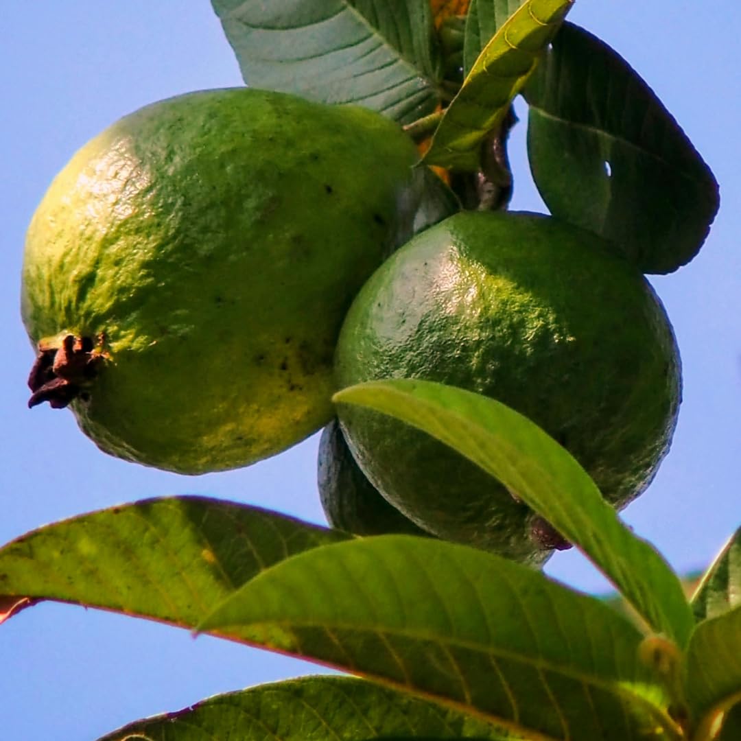 Pink Guava Tree Live Plant, 4–6 Inch Tall Starter Plant, Fast Growing Tropical Fruit Tree, Low Maintenance Guava Plants Live for Planting Outdoor