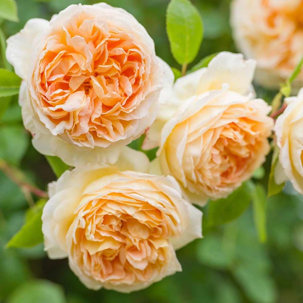Heirloom Roses David Austin Rose Bush - Bathsheba Live Orange Climbing Rose Plant for Outdoor Planting