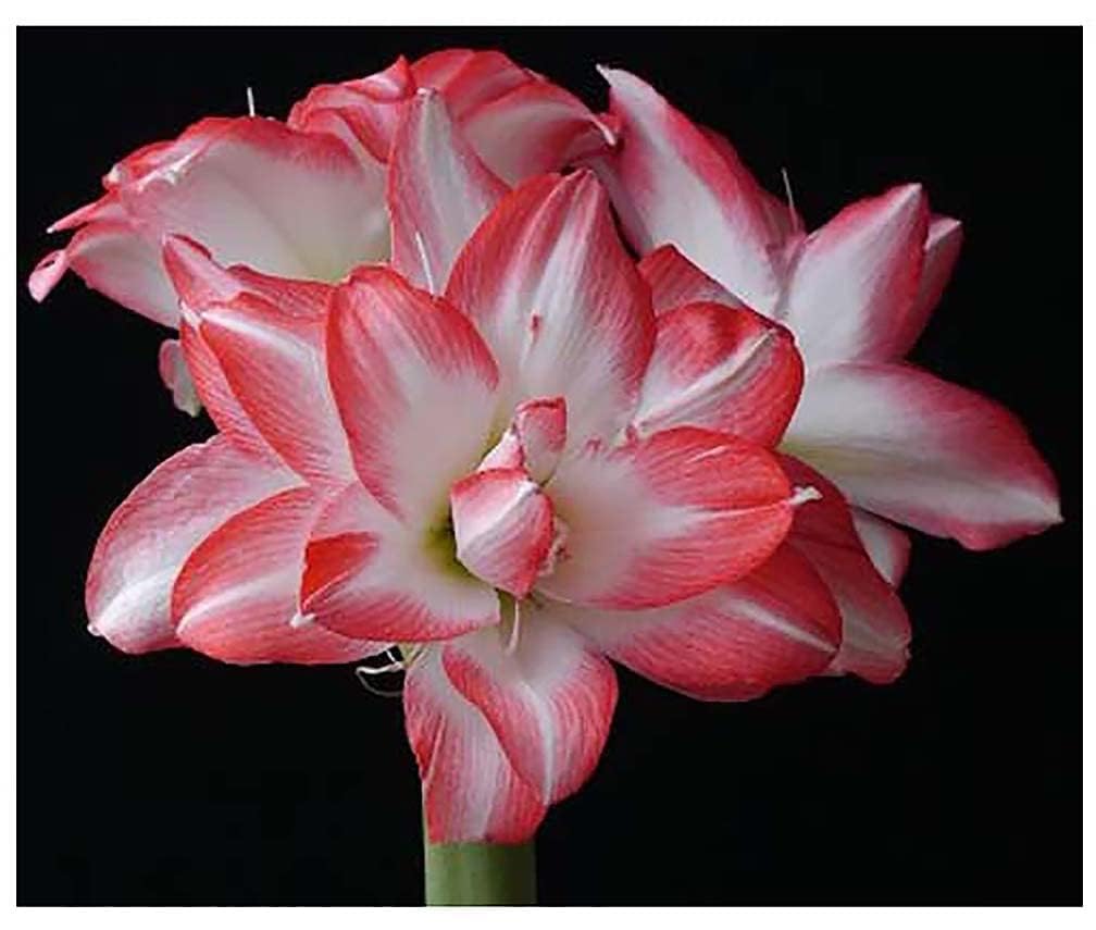 Blossom Peacock Amaryllis Bulb Double White with Red– Large Bulb for Planting, 4-8 Blooms, 16–24" Tall – Elegant Indoor & Outdoor Plant – Low-Maintenance Amaryllis Bulb (Not in Wax)