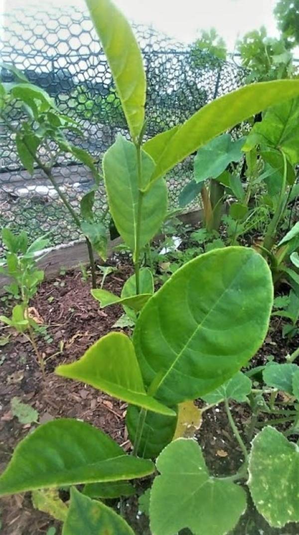 9EzTropical - Jackfruit Plant - 1 Starter Plant - 8" Tall - Ship in 1 Gal Pot