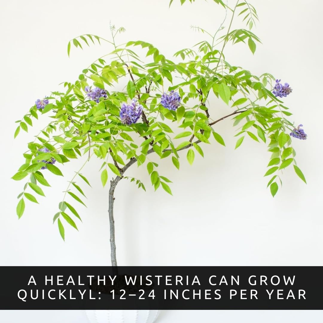 Wisteria Live Plants 1–2 Ft Tall – Flowering Wisteria Vine (Wisteria Floribunda) – Fast Growing Climbing Plant for Garden, Trellis, Pergola & Bonsai Training (2 Plants)