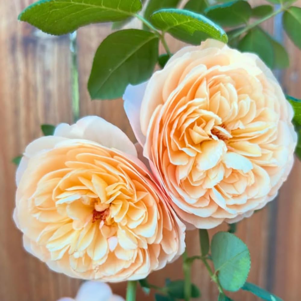 Rose Plant Live in Pot for Planting, Fragrant Roses Flowers, Summer Blooming Ornamental Garden Shrub (Apricot Rose)