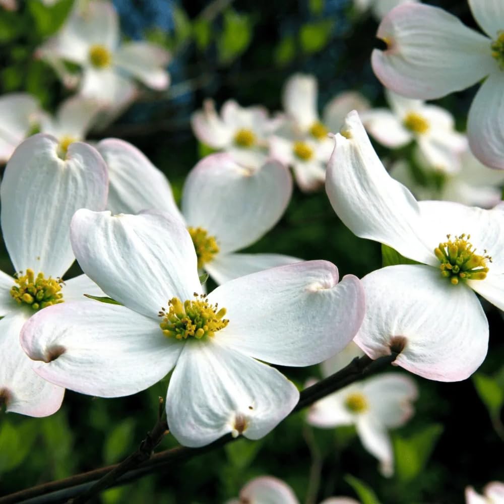 White Dogwood Tree Live Plant, Flowering Ornamental Tree for Growing, 8-14 Inch Tall, in Quart Pot