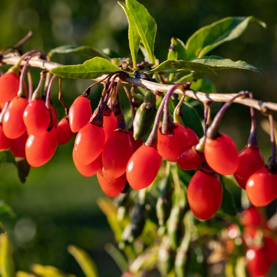 Live Red Goji Berry Plant, Goji Berry Bush, Sweet Fruit, 3-5 Inches Tall for Planting, No Pot