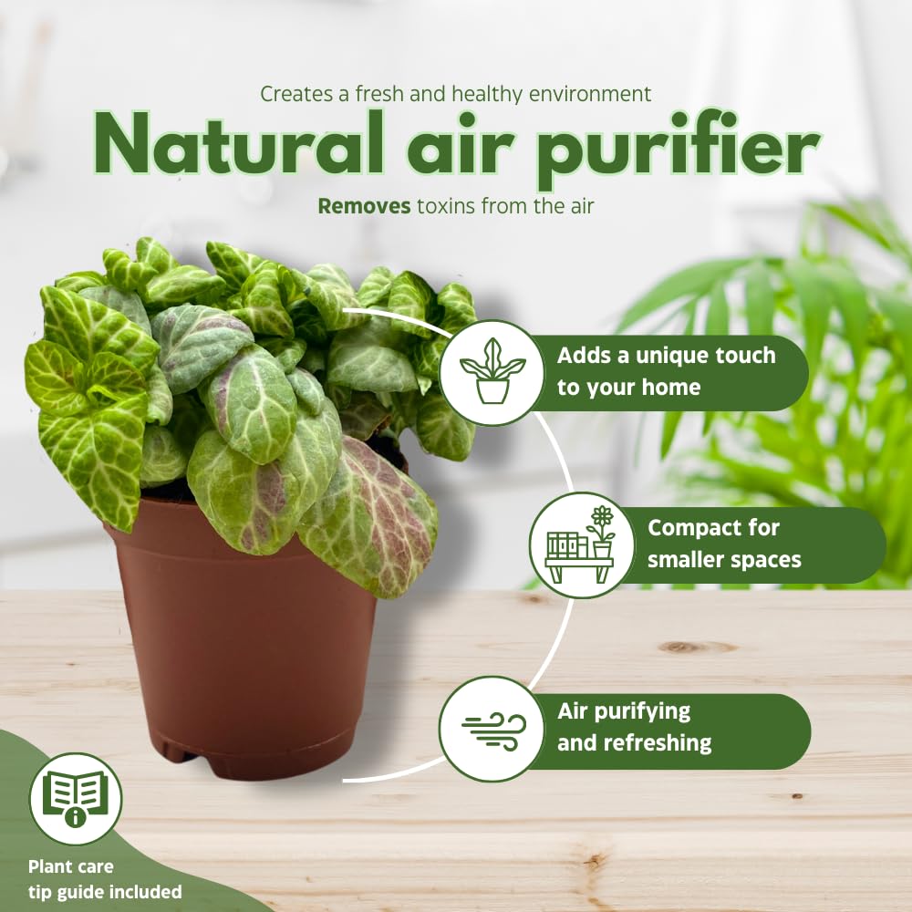 BubbleBlooms Fittonia Assortment 2 inch Pots Set of 3 Never Plant