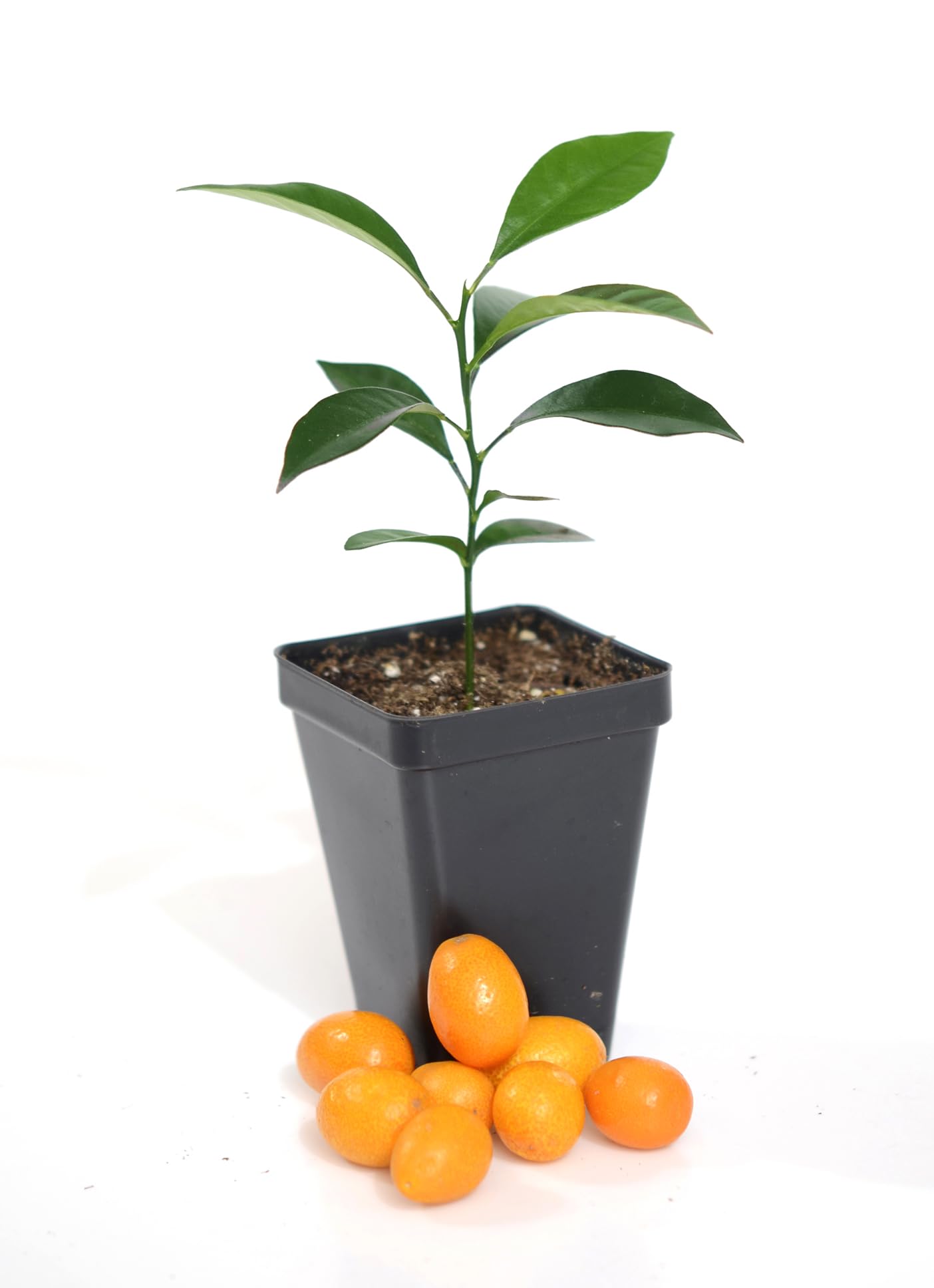 Kumquat Tree Starter Plant. Fortunella Margarita. 3" - 5"