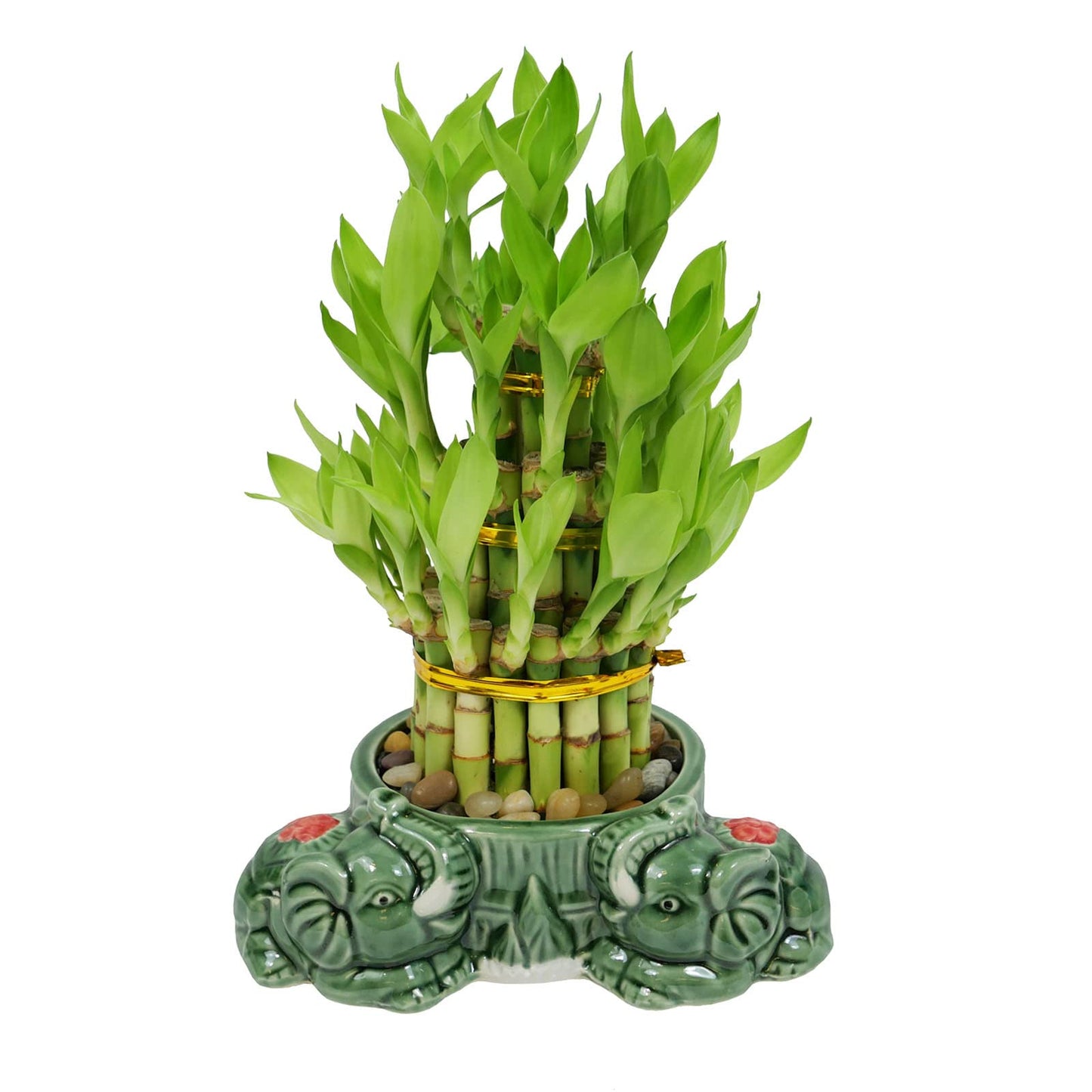 Athena’s Garden Lucky Bamboo Indoor Live Plant 3 Tier Tower Fresh Plant in Ceramic Planter (Flower Elephant)