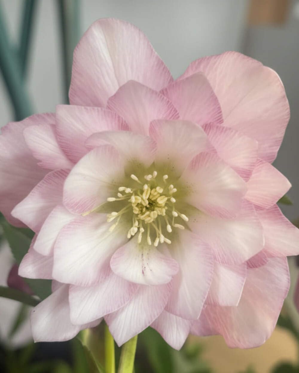 Perennial Farm Marketplace Helleborus x W.J. 'Cotton Candy' (Lenten Rose) Perennial, 1 Quart, Pink Flowers