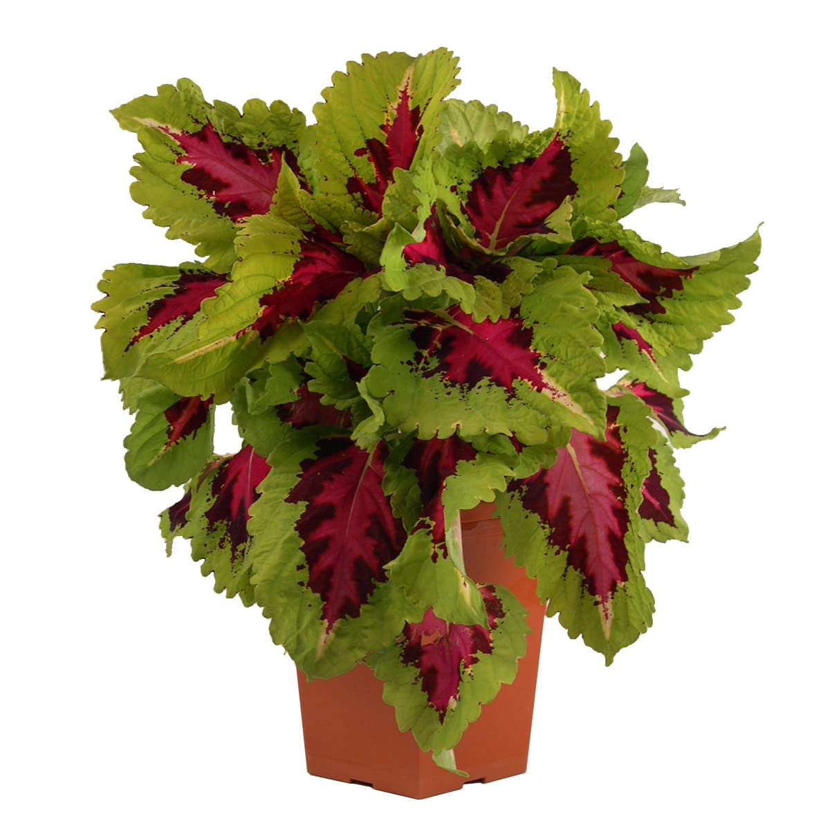 Live Coleus Plant, Shade Loving Outdoor Plants for Spring, Easy to Grow, Real Tender Perennial or Annual, Fast Growing, Great for Garden Containers, Unique Foliage