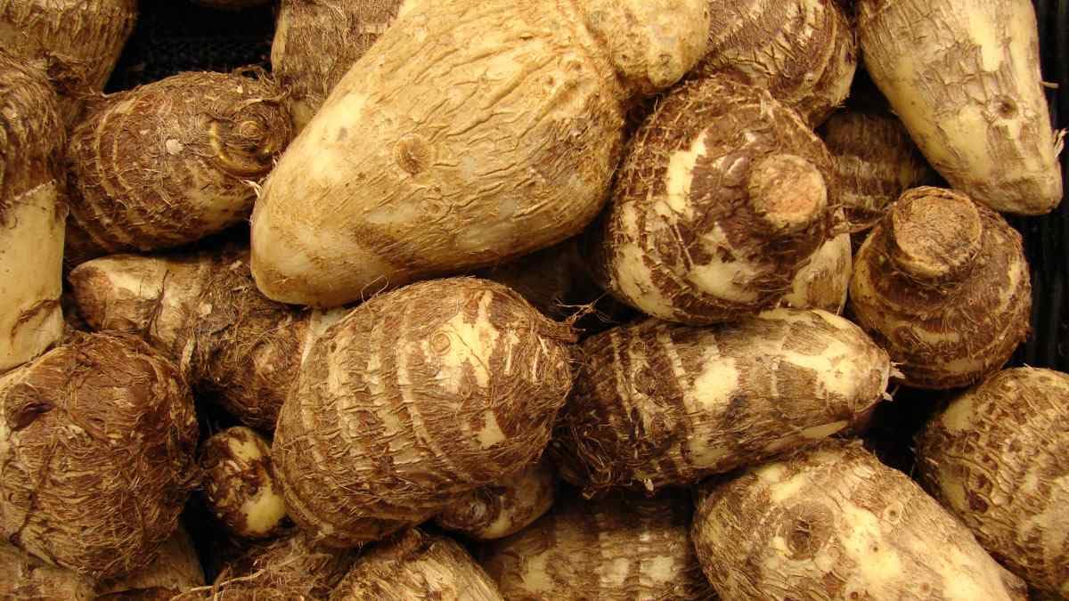 Ready to Grow 10 Colocasia Esculenta Elephant Ear Taro Poi Gabi Kalo Eddo Bulbs
