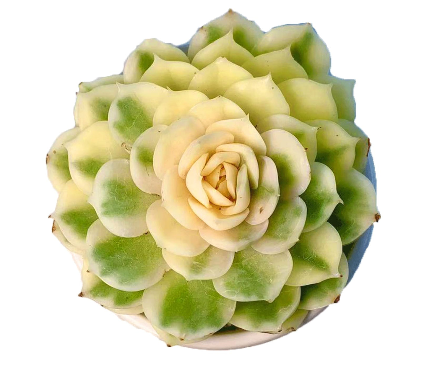 FWPP Live Succulents Plants,Echeveria Onslow Variegated 3.2 inches Mini Indoor Plants,Bare Root Without Pot Soil Live Plant,Succulents Plants Live for Gift Party Wedding Garden Baby Shower DIY Decor