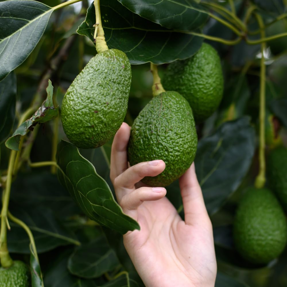 HASS Avocado Tree, Avocado Trees Live Plants in 3 Gallon Pot, Fruit Bearing Plant for Outdoor Garden, 1-2 Feet Tall, No CA