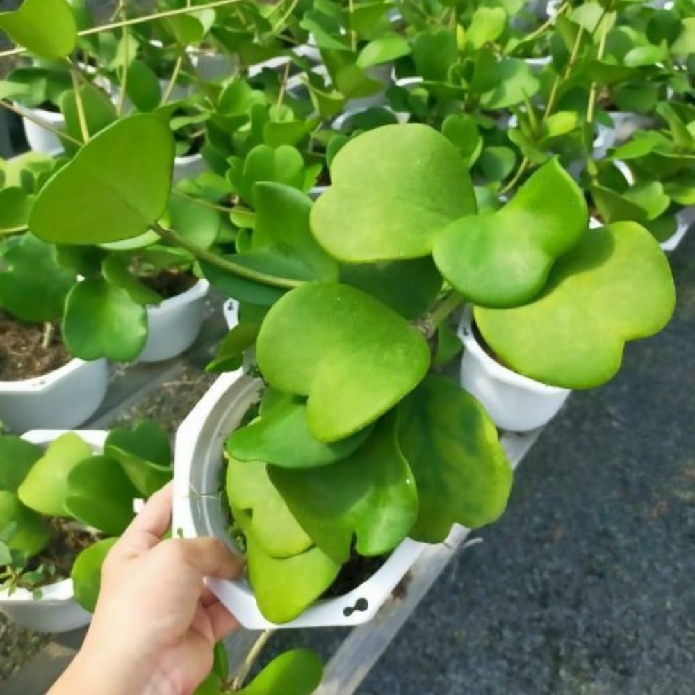 Live Green Hoya Kerrii Plant | Heart Leaf Vine in 4-Inch Pot | Established Tropical Indoor Plant | Versatile Heart-Shaped Foliage for Modern Design