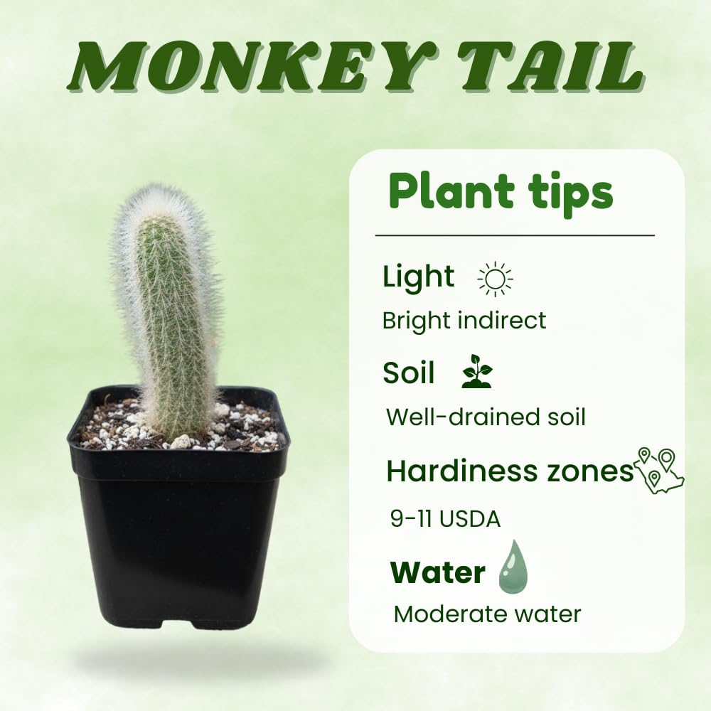 Monkey Tail Cactus Live Plant, Trailing Monkey Tail Cactus Plant, Houseplant Succulents in 2 Inch Pot for Indoor Outdoor Growing