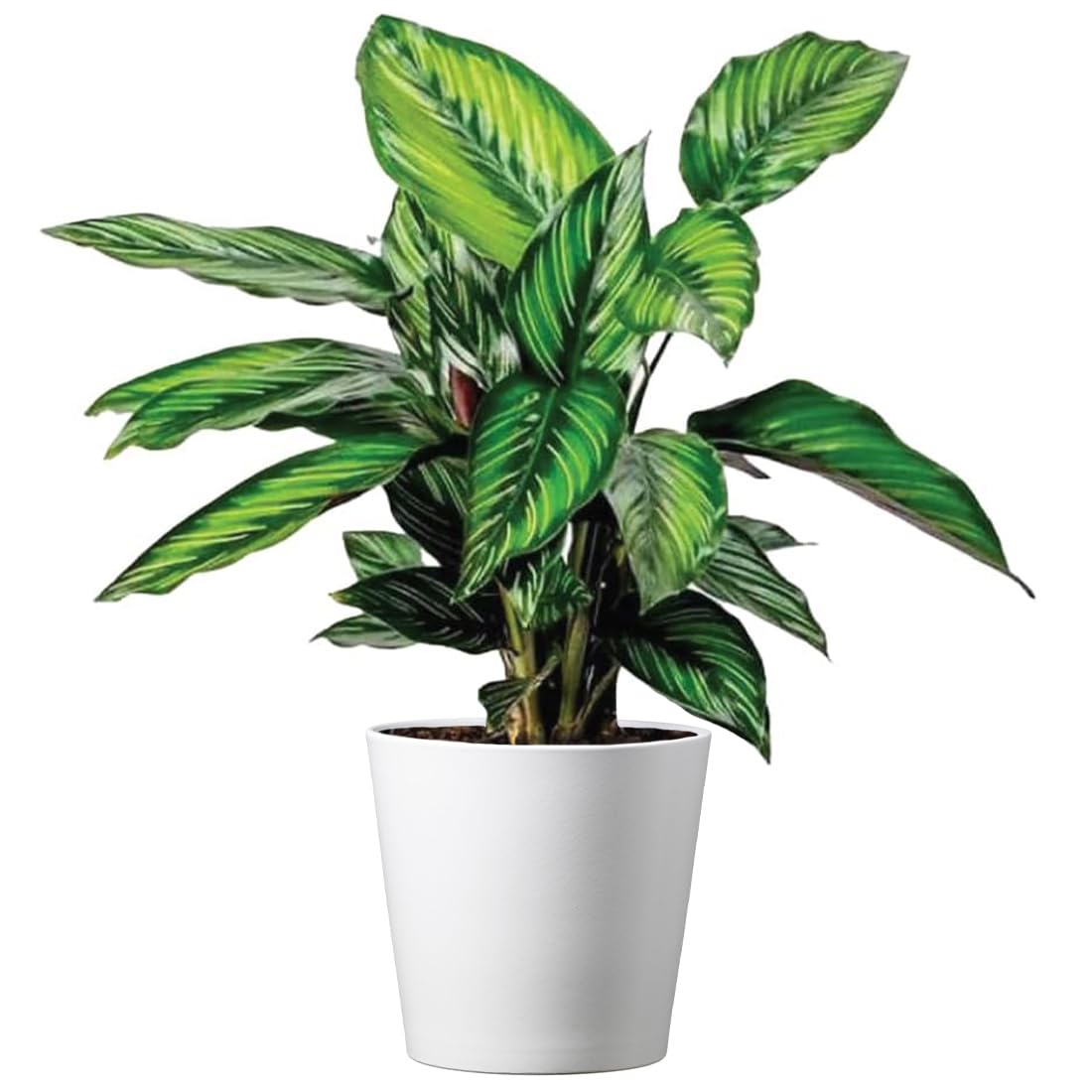 American Plant Exchange Live Calathea 'Beauty Star' – 6-Inch Pot Cover – Pet-Friendly Tropical Houseplant with Striped Green Leaves for Low Light Homes, Offices, Shelves & Indoor Décor