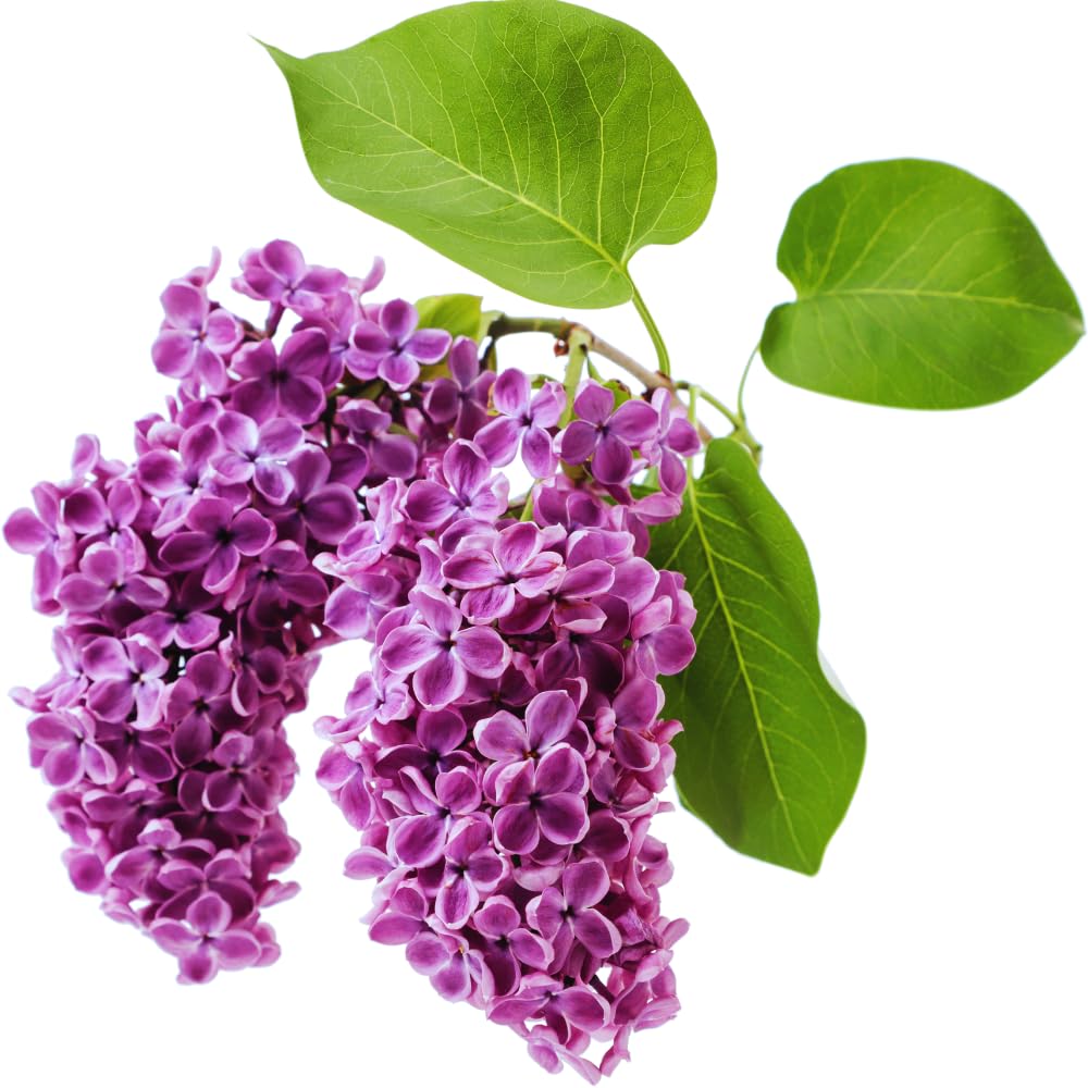 Lilac Tree Live Plant, Dark Purple Lilac Bushes Live Plant, Quart Pot, Dormant in Winter