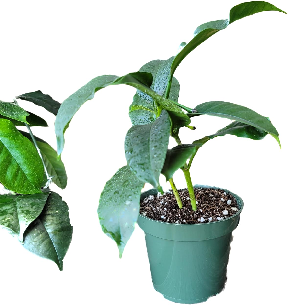 Hoya Shooting Star - Hoya Multiflora - Hoya Plants Live Houseplants - Stunning Shooting Star-Shaped Blooms - Air Purifying Tropical Vine - CA Seller (2 Plants in 4.5" Pot)