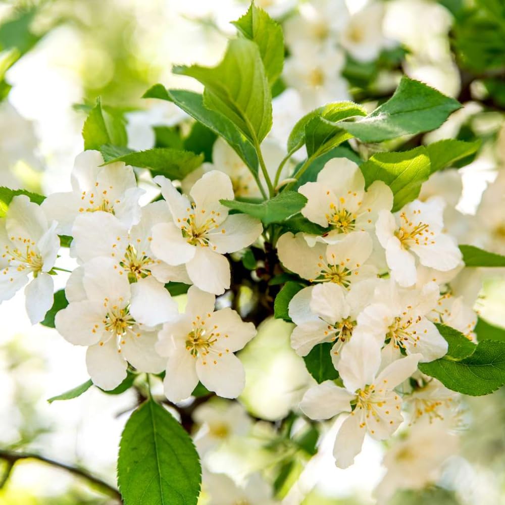 Crabapple Plant Live for Planting 6 to 10 Inch Tall, Crabapple Bush Live, Crab Apple Well Rooted Starter Plant