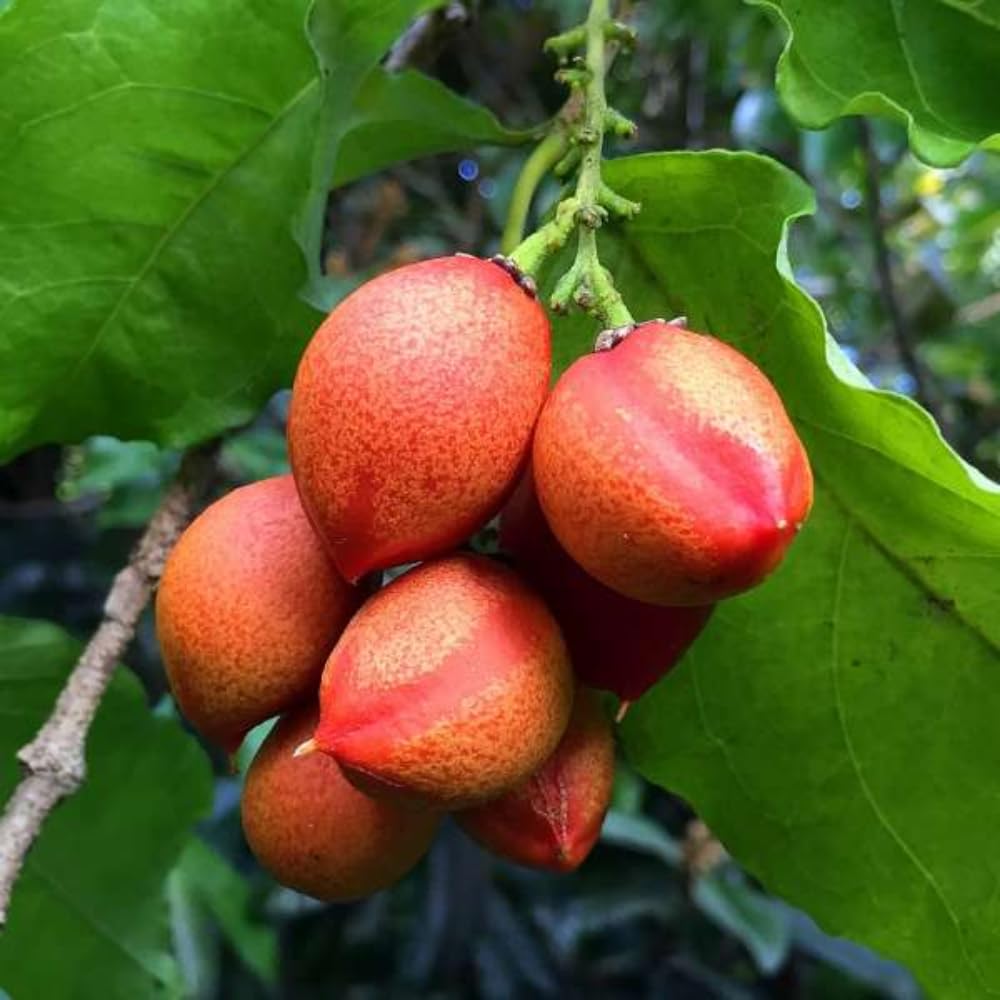 2 Peanut Butter Trees Plants Live, Peanut Well Rooted Starter 4-6” Tall for Home Garden and Patio Pots