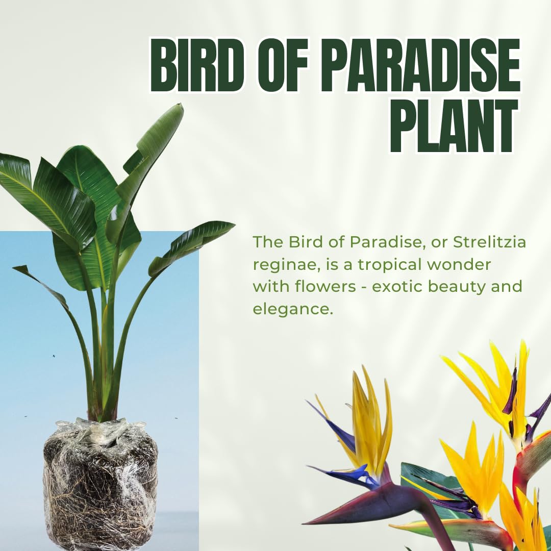 Bird of Paradise Plants - Live Tropical Ornamental Houseplant, 6-8" Indoor and Outdoor Planting, Zones 9-11 (Orange)