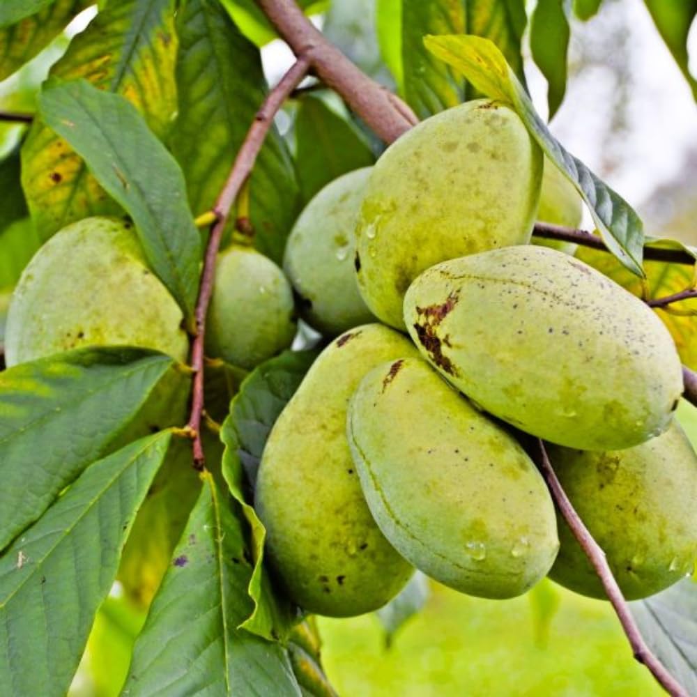 1 Year Old Paw Paw Tree Live Plant for Spring Gardening, 6" to 12" in Tall, No Pot, Cold Hardy, Asimina Triloba Live Common Pawpaw Tree