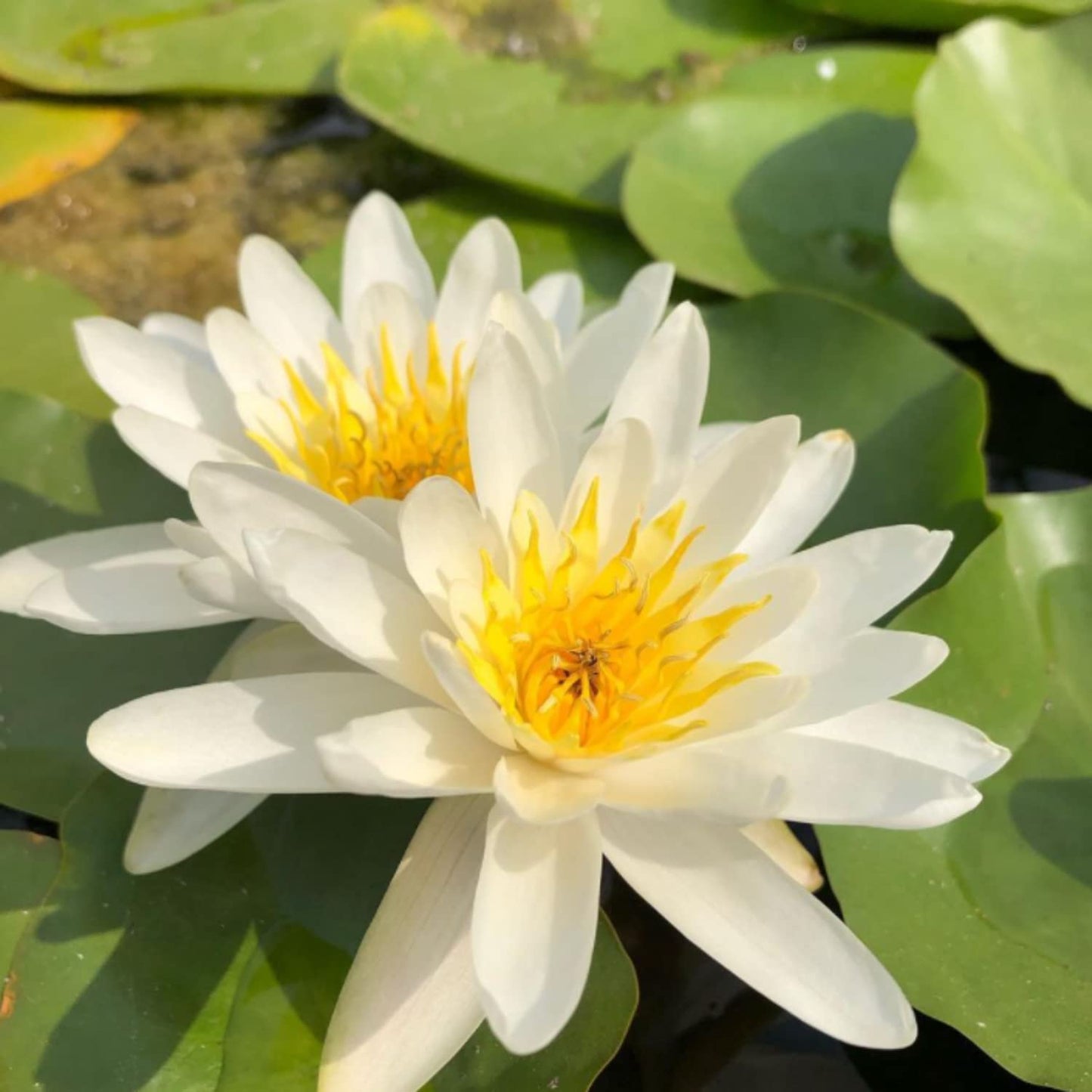 Mainam White Nymphaea Colossea Live Aquarium Plant Hardy Water Lilies Tuber for Freshwater Fish Pond Balcony