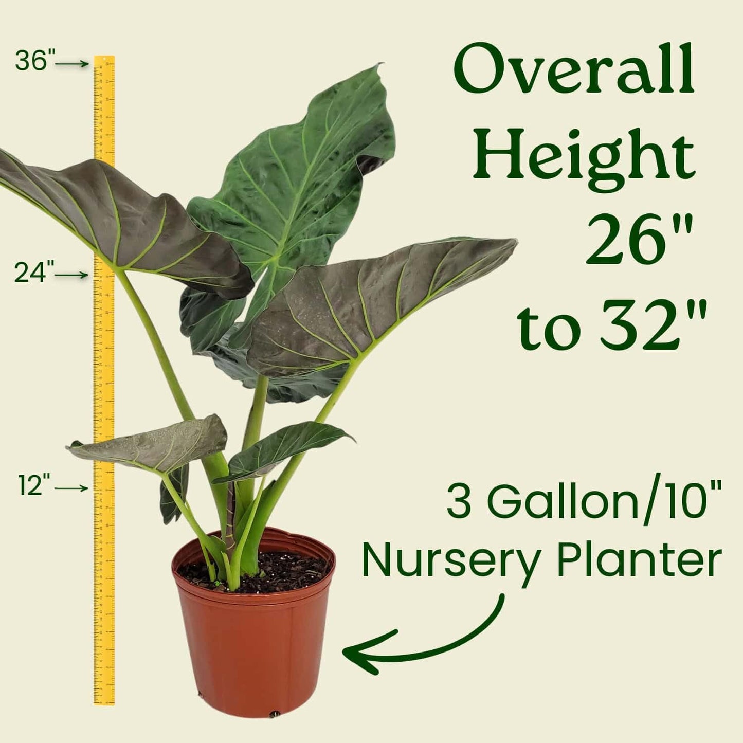 Tropical Plants of Florida Alocasia Regal Shields Live Plant 3 Gallon 10 Inch Nursery Pot, 26 to 32 Inch Tall Elephant Ear with Dark Green and Purple Foliage