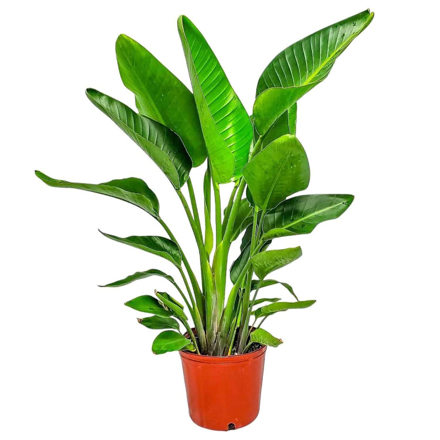 White Bird of Paradise Plant - Live Tropical Foliage Plant - Overall Height 30" to 36" - Tropical Plants of Florida (Plant + Fertilizer + Indoor Soil)