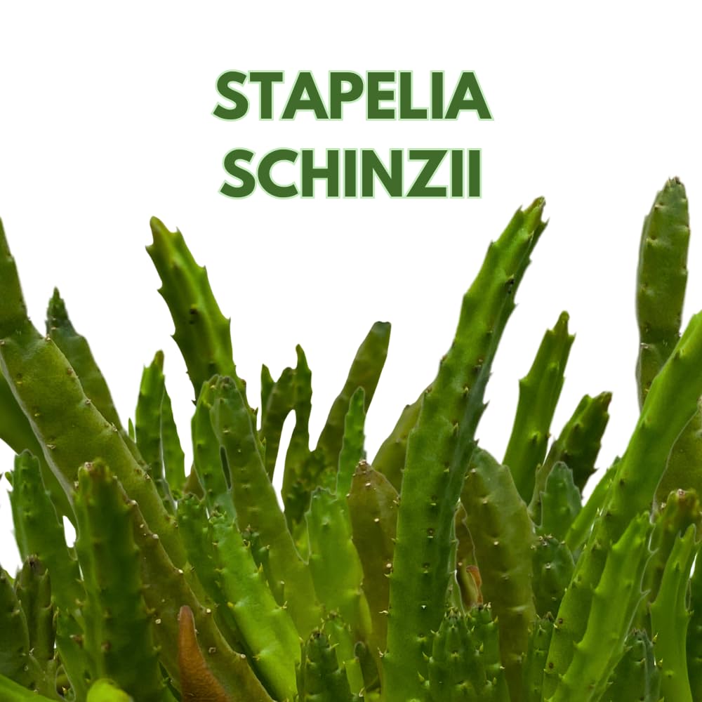 BubbleBlooms Stapelia Schinzii, 4 inch Rare Huernia, Stapeliad Orbea Unique Flowering Asclepiads