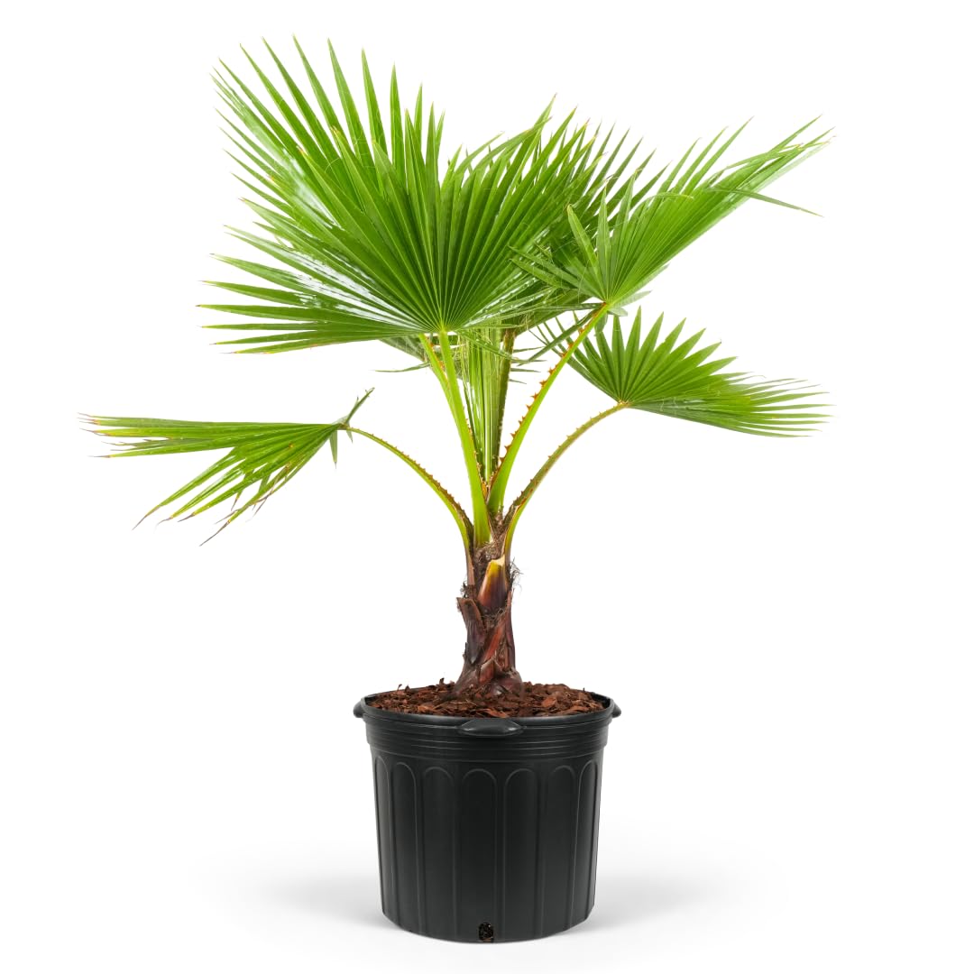 Washington Palm, Mexican Fan Palm Tree - Fast-Growing, Cold Hardy Tropical Live Plant - Drought Tolerant, Low Maintenance - Ideal for Gardens, Patios, and Indoor Spaces (3gal Pot, 3-4ft)